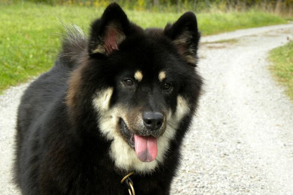 Schwarzer Hund, der die Zunge herausstreckt