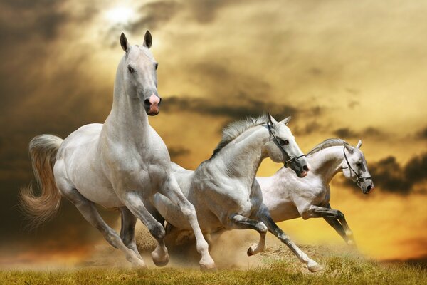 الخيول البيضاء تجري عبر الميدان