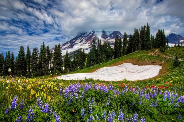 Mountain landscape with beautiful flowers and forest