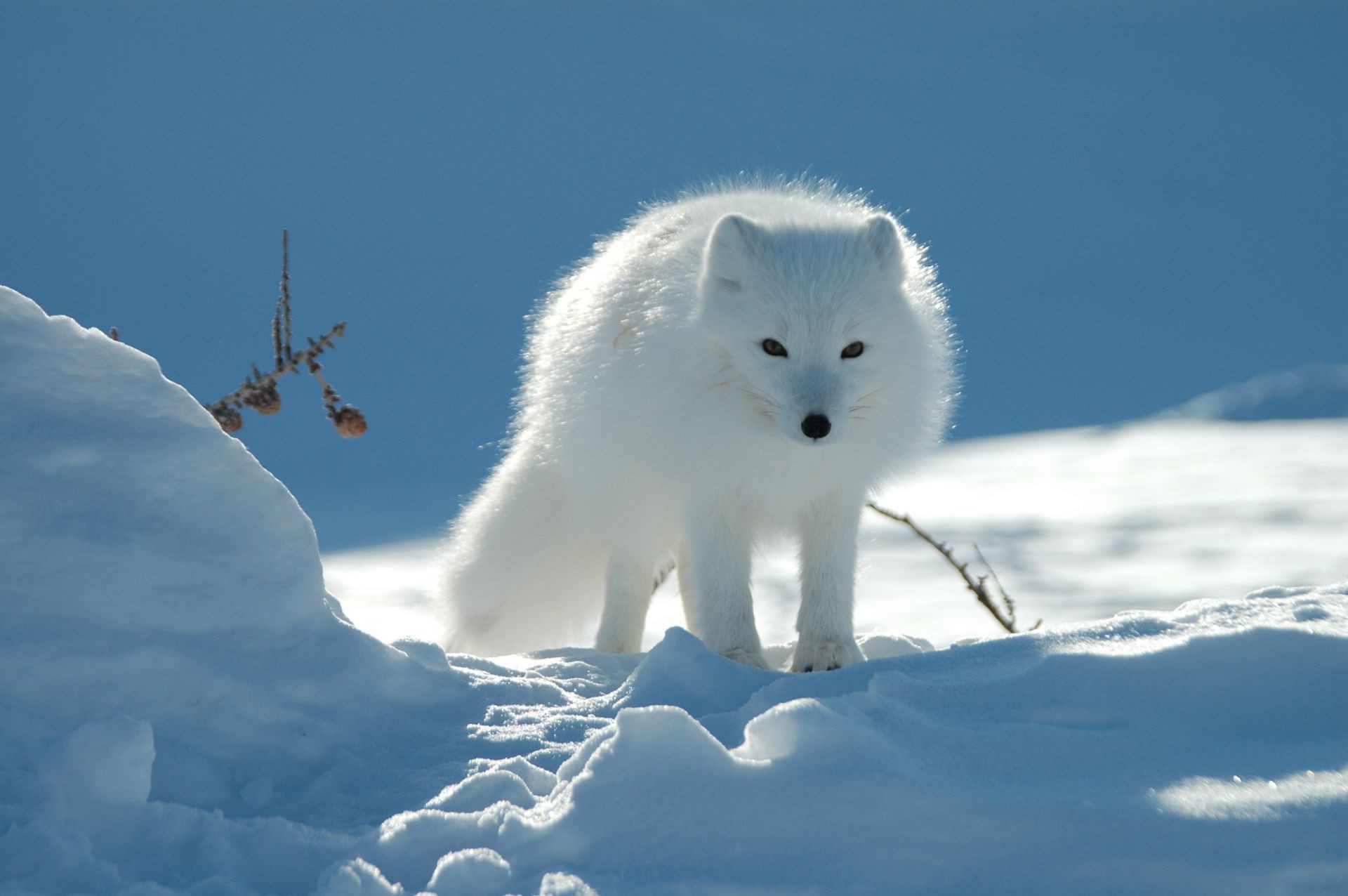 tiere schnee winter frostig kälte eis natur im freien frost säugetier gefroren tierwelt tageslicht