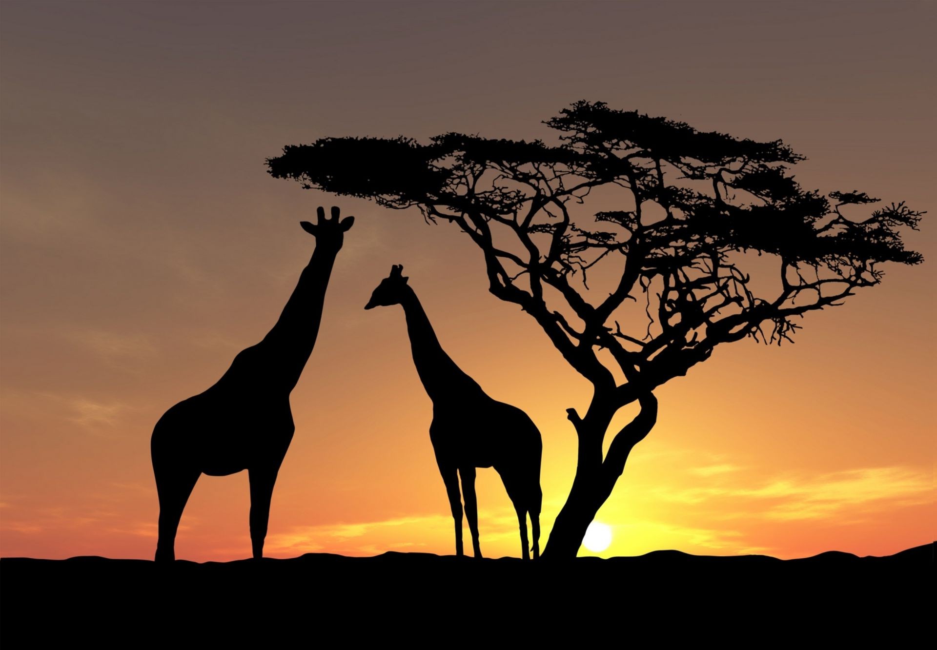 girafas pôr do sol silhueta amanhecer iluminado savana mamífero árvore girafa noite paisagem serengeti safari vida selvagem sol natureza céu crepúsculo deserto