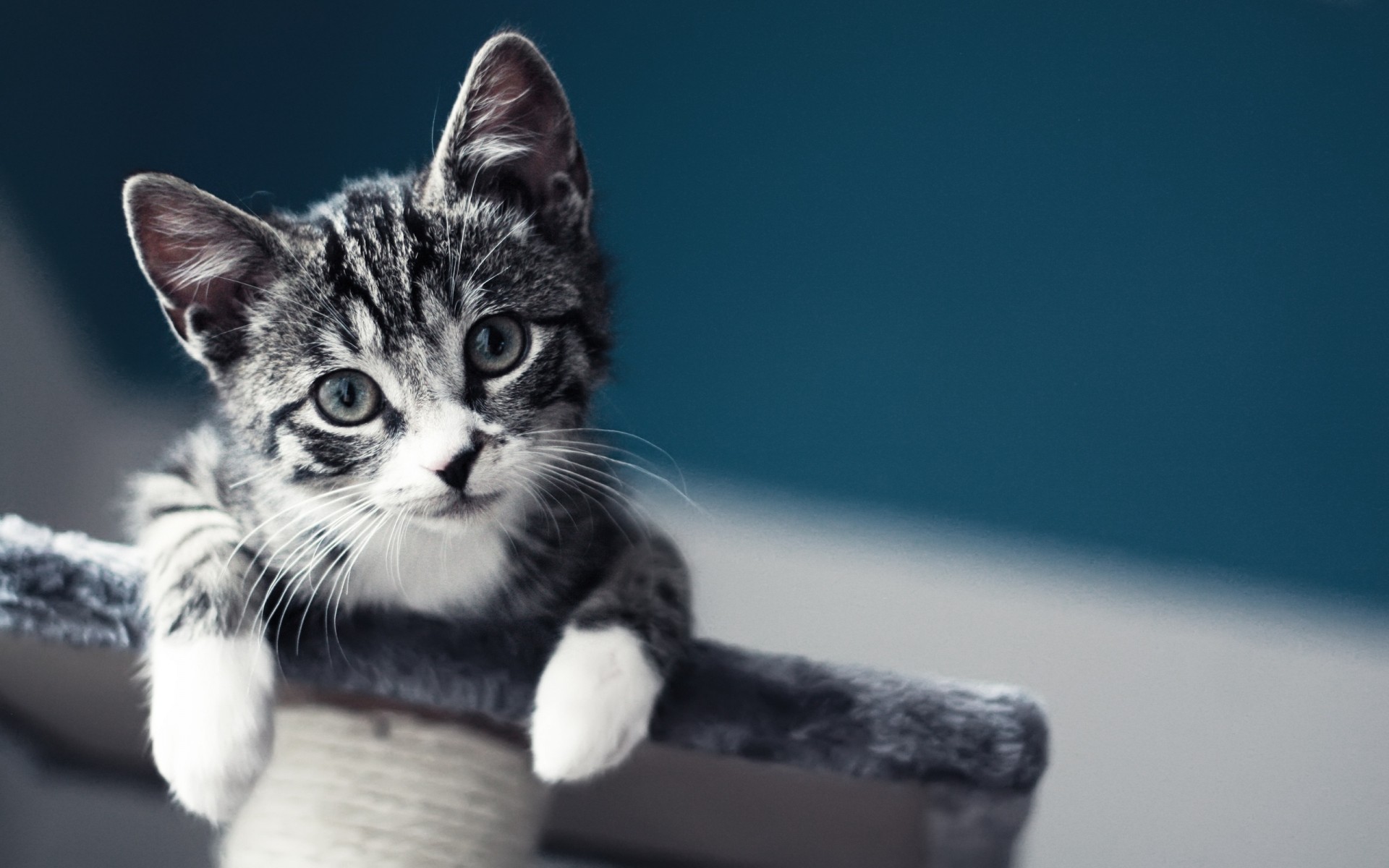 katze katze kätzchen niedlich haustier säugetier fell tier auge wenig porträt