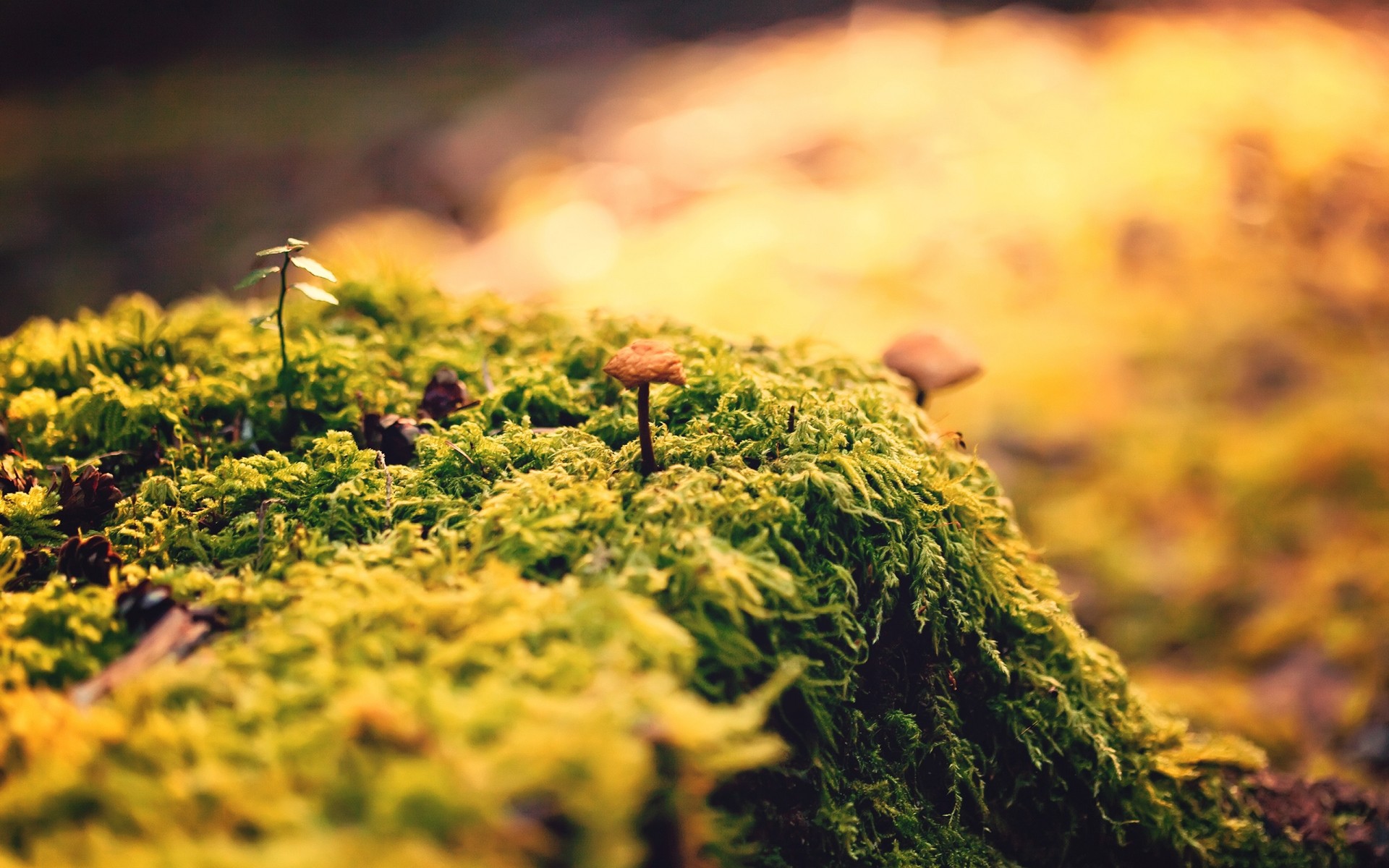 rośliny natura liść na zewnątrz trawa park drzewo jesień flora dobra pogoda pole kwiat kolor ogród drewno mech makro