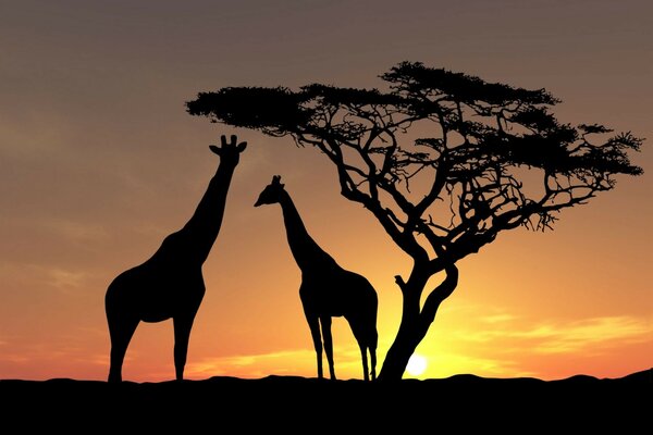 Giraffes at sunset in Africa