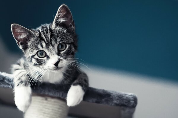 Cute kitten climbed on a fur stand. The kitten looks down from above