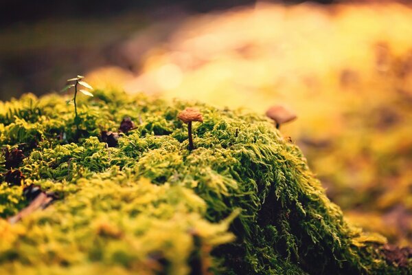 Herbe verte en plein air