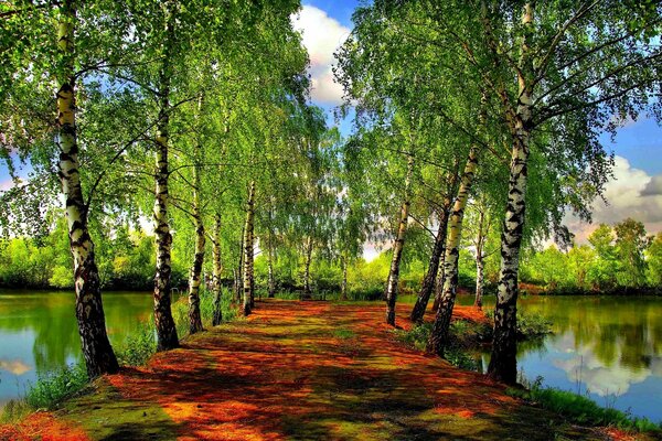 Sentier de bouleau fabuleux et lac