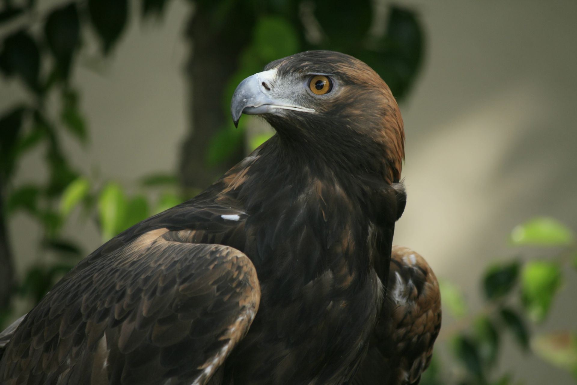 tiere raptor adler vogel beute falknerei tierwelt hock weißkopfseeadler glatze falke majestätisch natur raubtier griffbrett porträt pracht auge tier schnabel