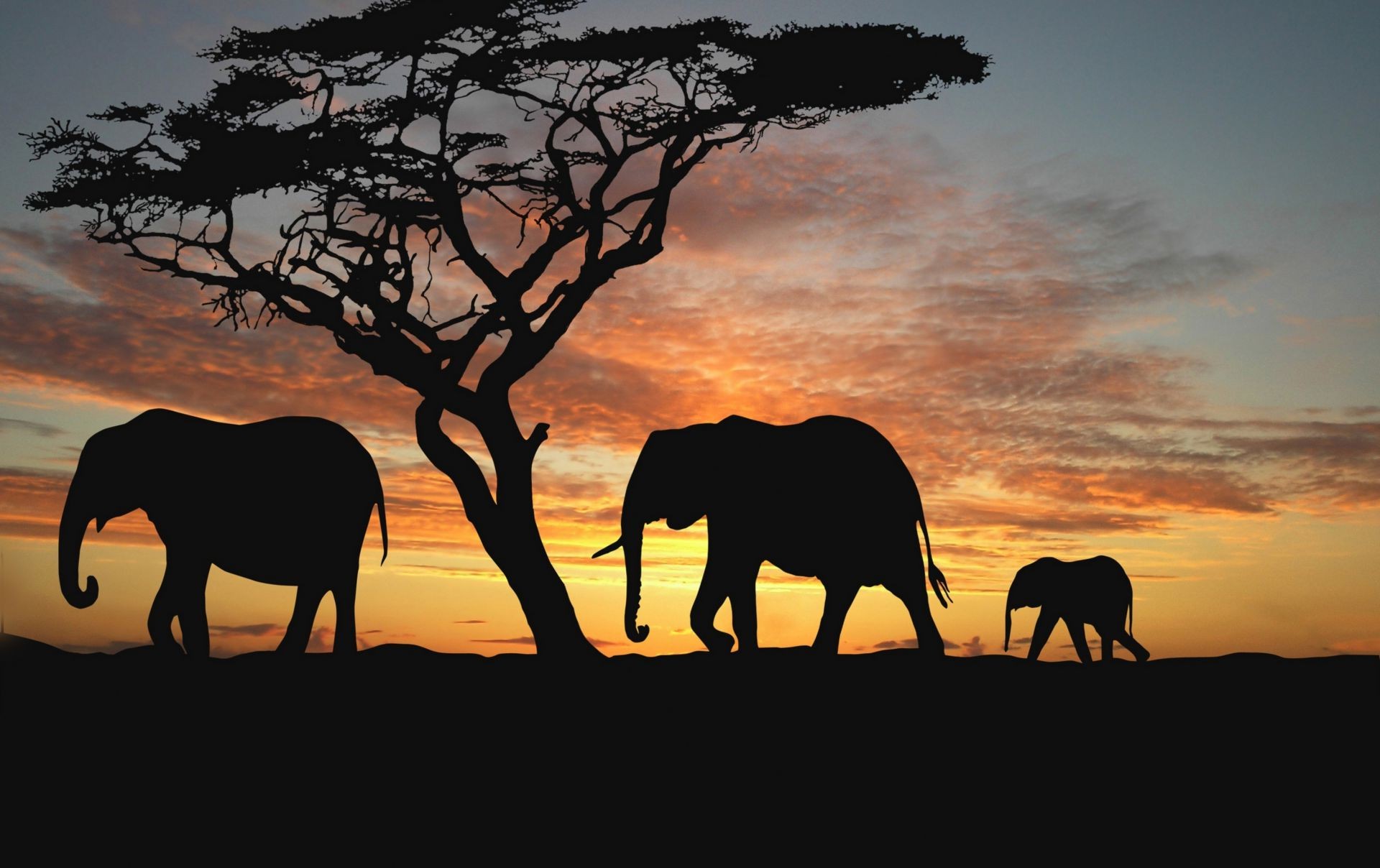 слоны закат силуэт млекопитающее вечером рассвет подсветкой слон сумрак дерево дикой природы небо на открытом воздухе пейзаж саванна солнце животное конница природа