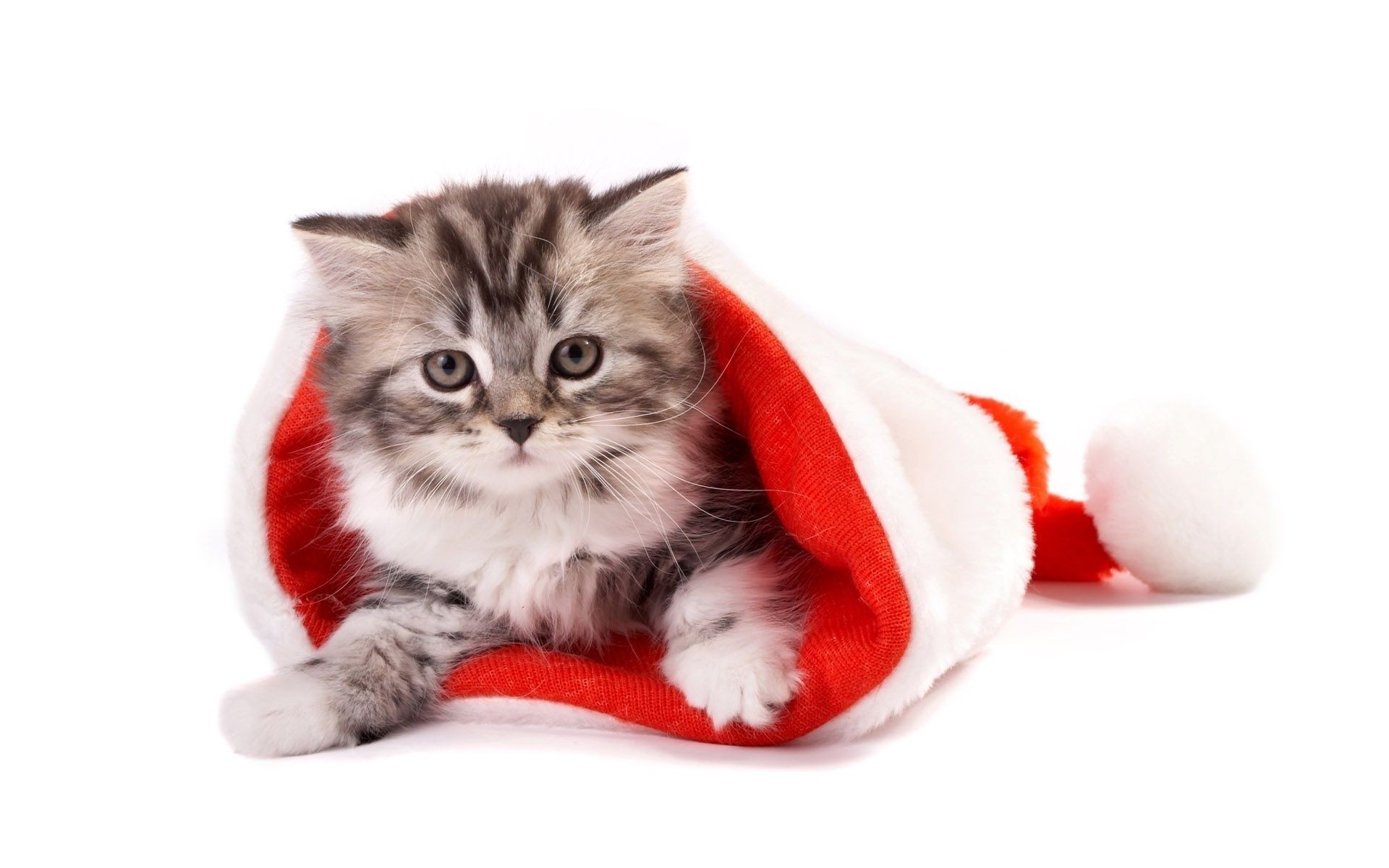 новый год милые смешно мех животное пэт отечественные мало кошка котенок млекопитающее породистый пуховый сидеть