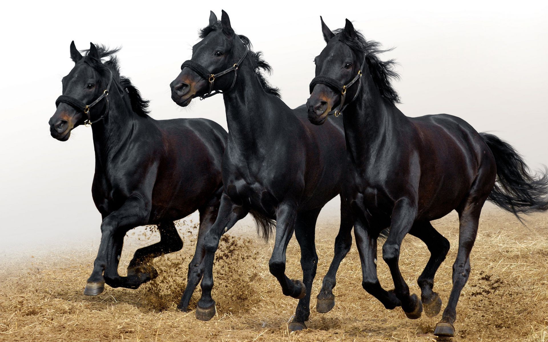 cavalos cavalo mamífero equestre criação de cavalos cavalaria mare garanhão puro-sangue corredor fazenda mane deco animal ação sentado pastagem rápido dois gado corrida