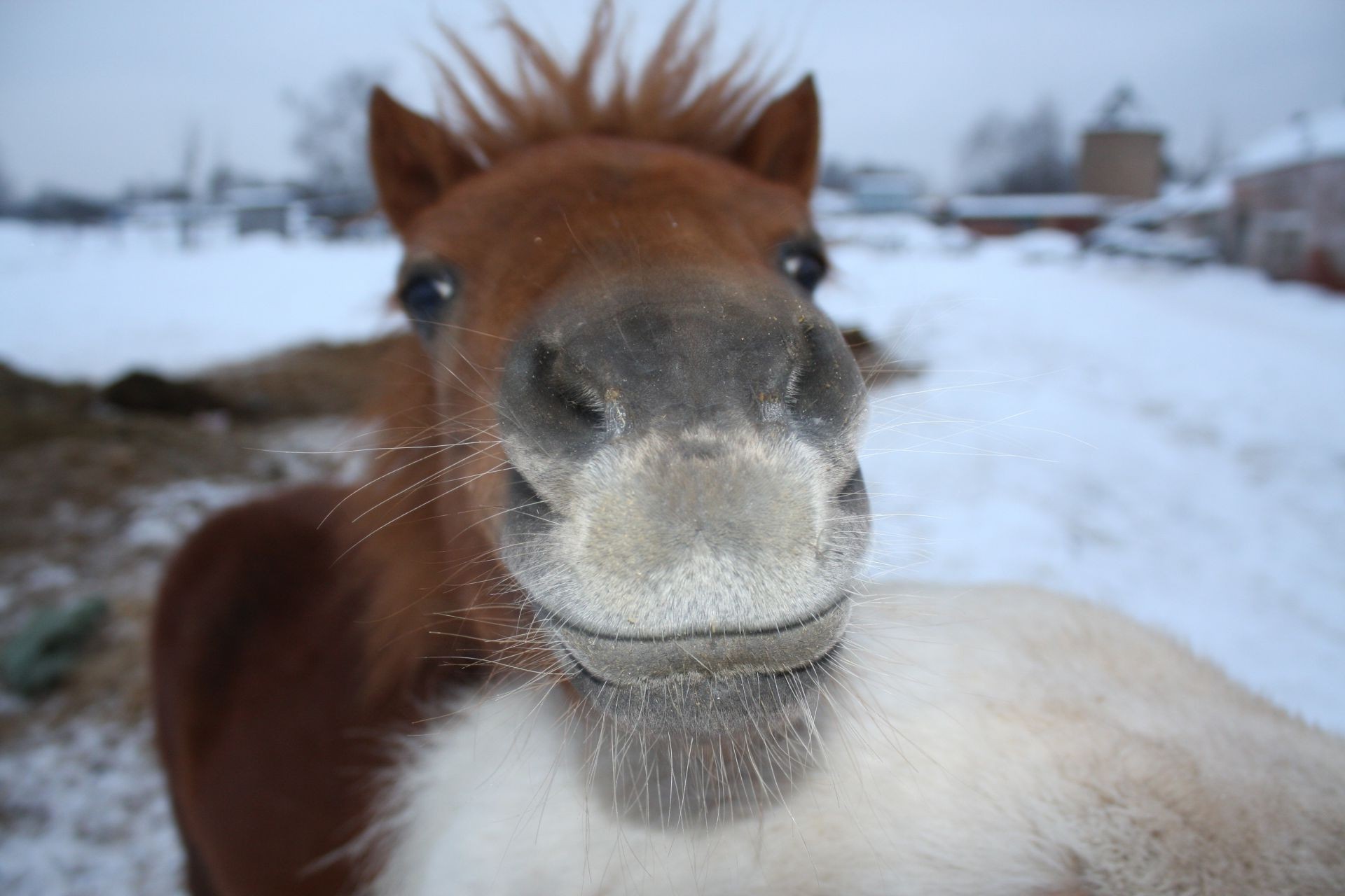 tiere säugetier natur schnee winter niedlich im freien tierwelt tier kälte porträt fell eine