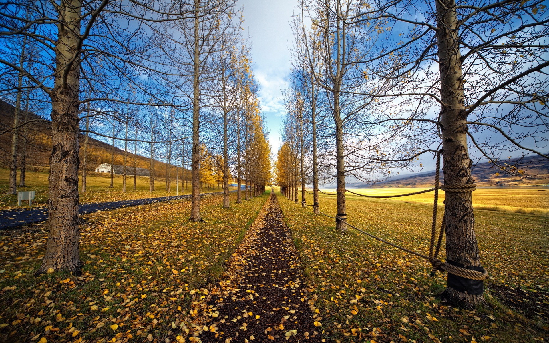 paysage arbre automne paysage bois feuille saison parc nature scénique branche à l extérieur environnement beau temps guide scène campagne rural paysage route arbres ciel