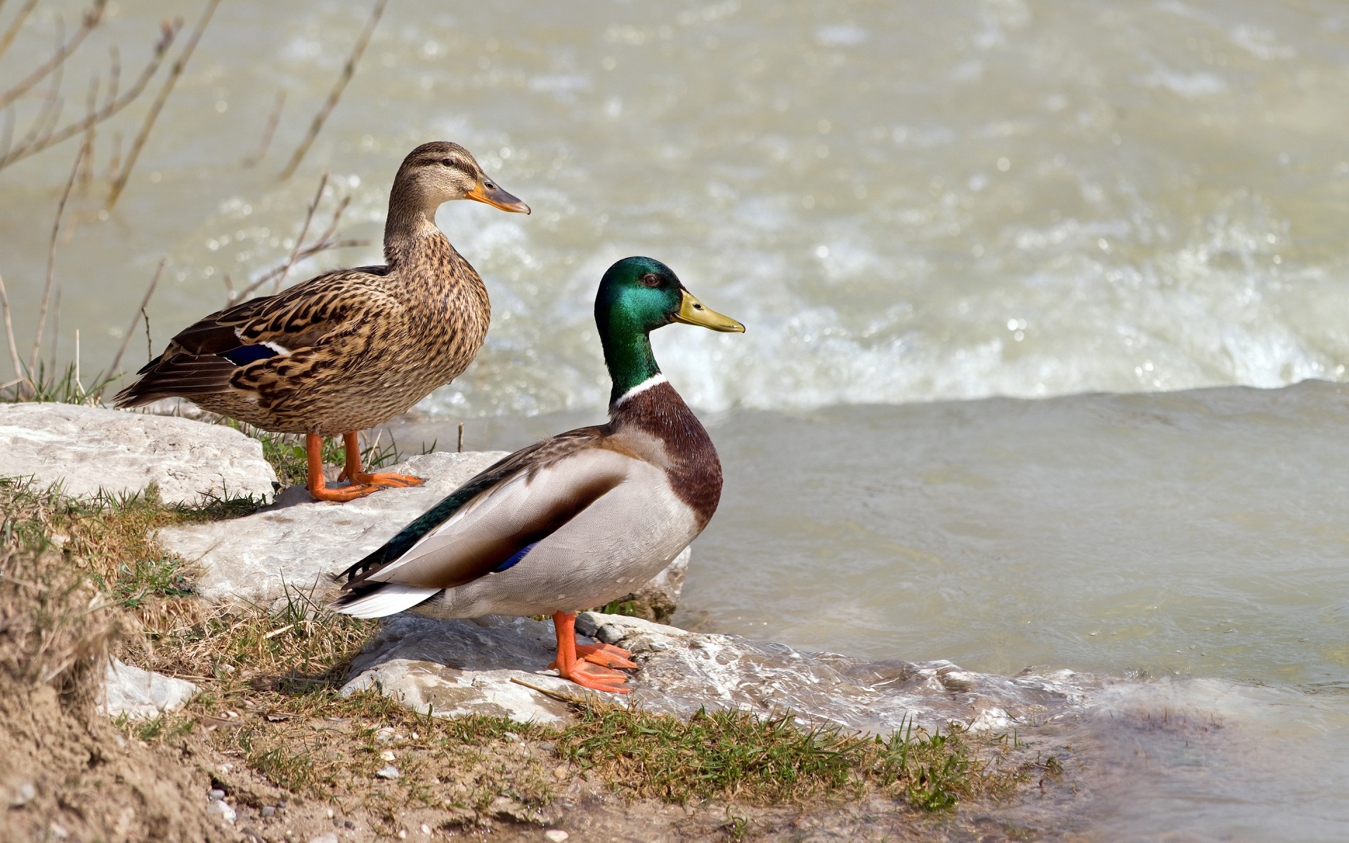 animali anatra uccello acqua uccelli fauna selvatica natura all aperto