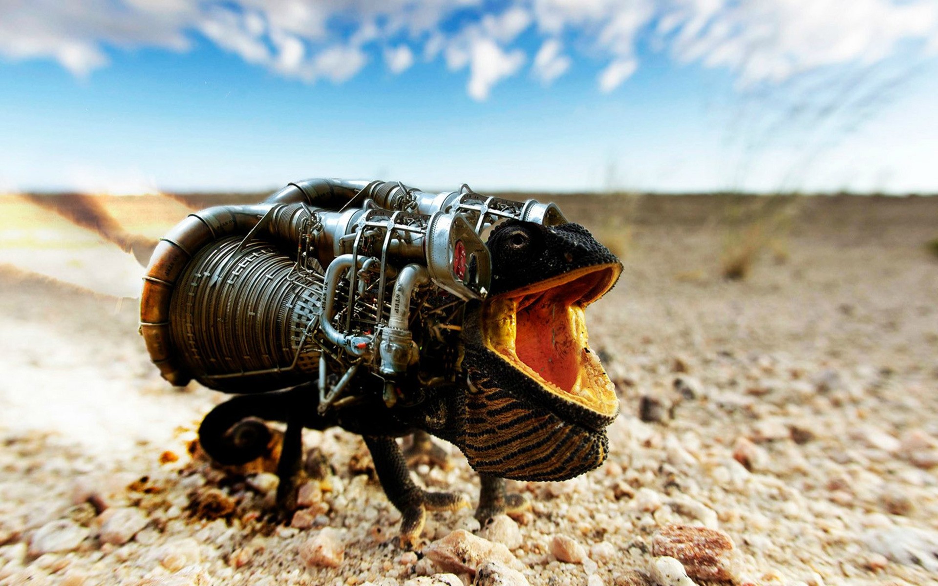 rettili e rane natura sabbia viaggi all aperto deserto spiaggia da solo estate cielo suolo camaleonte