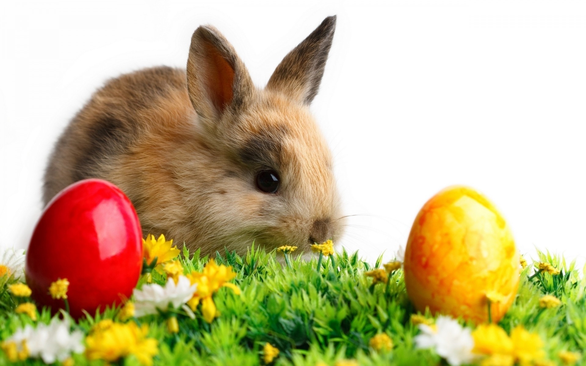 ostern kaninchen wenig natur niedlich hase ostereier