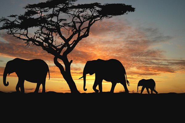 Silhouettes of elephants and a tree at sunset