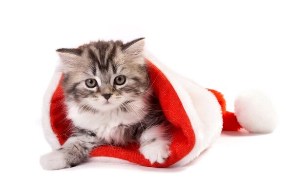 Chaton de Noël avec col blanc