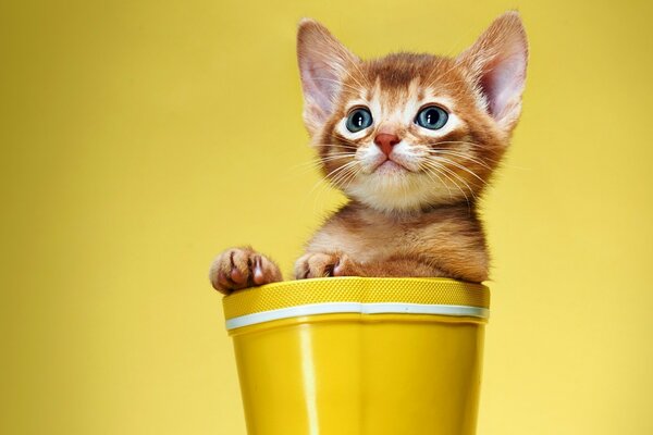 Funny kitten in a yellow glass