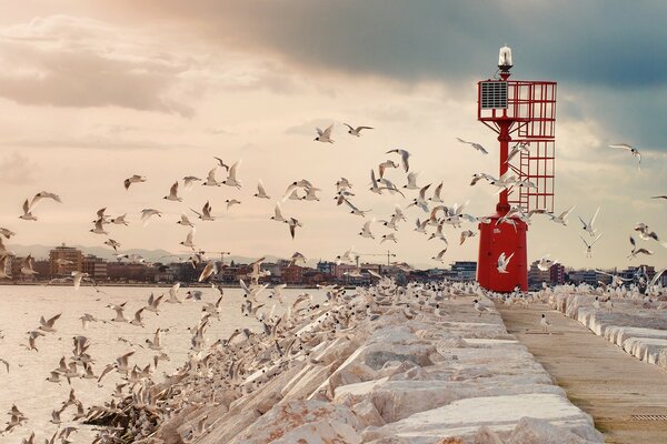 Snow on the water near seagulls