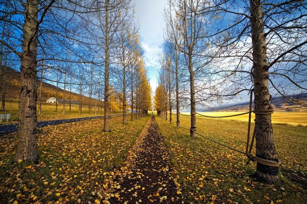 Autumn path of crumbling leaves on the background of a yellowed meadow