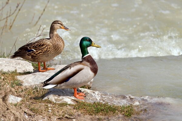 A married couple at a watering hole by the river