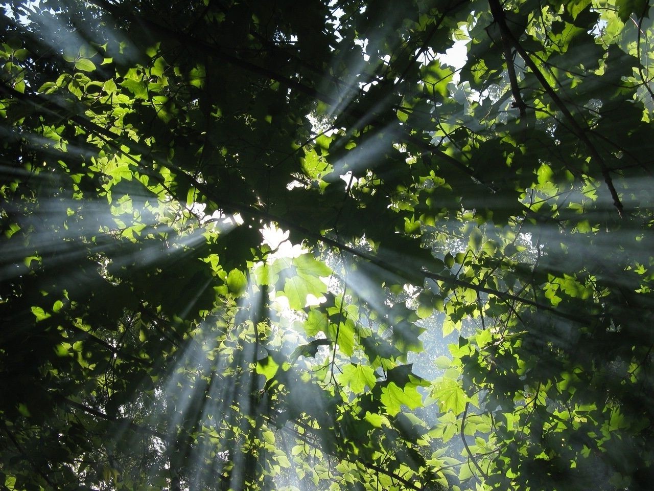 bosque hoja naturaleza brillante madera árbol al aire libre exuberante paisaje amanecer buen tiempo flora medio ambiente color escritorio parque verano rama sol crecimiento