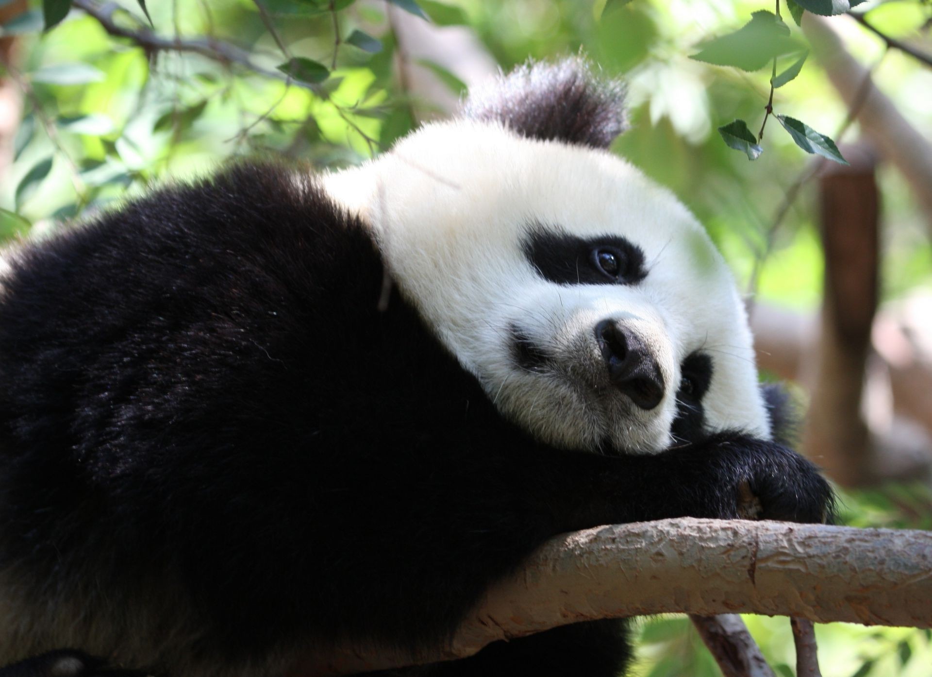 herbívoros mamífero vida selvagem jardim zoológico animal panda selvagem primata natureza macaco bonito ameaçada selva pele ao ar livre retrato árvore espécies careta floresta tropical