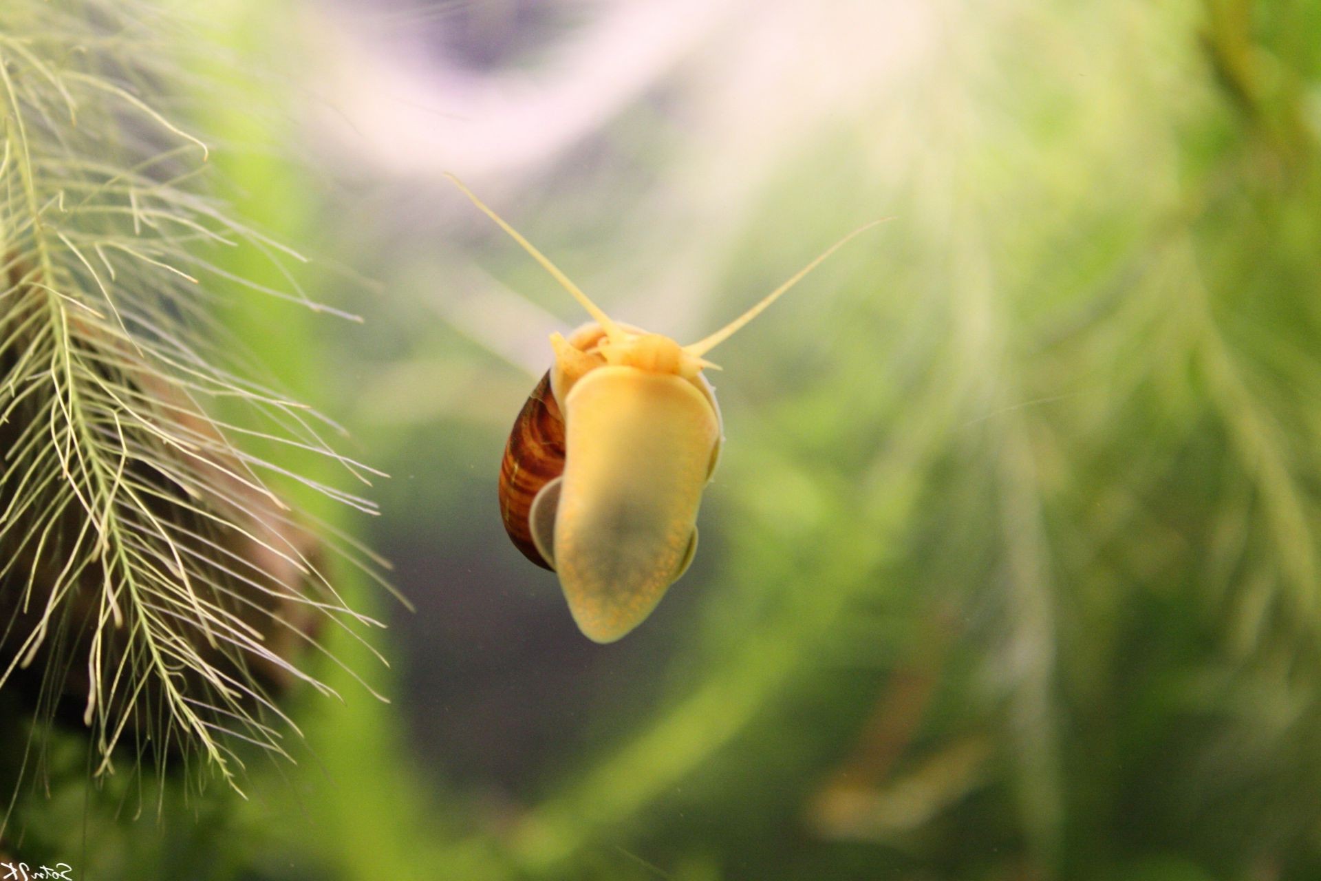 tiere natur flora blatt im freien schließen sommer farbe garten blume baum