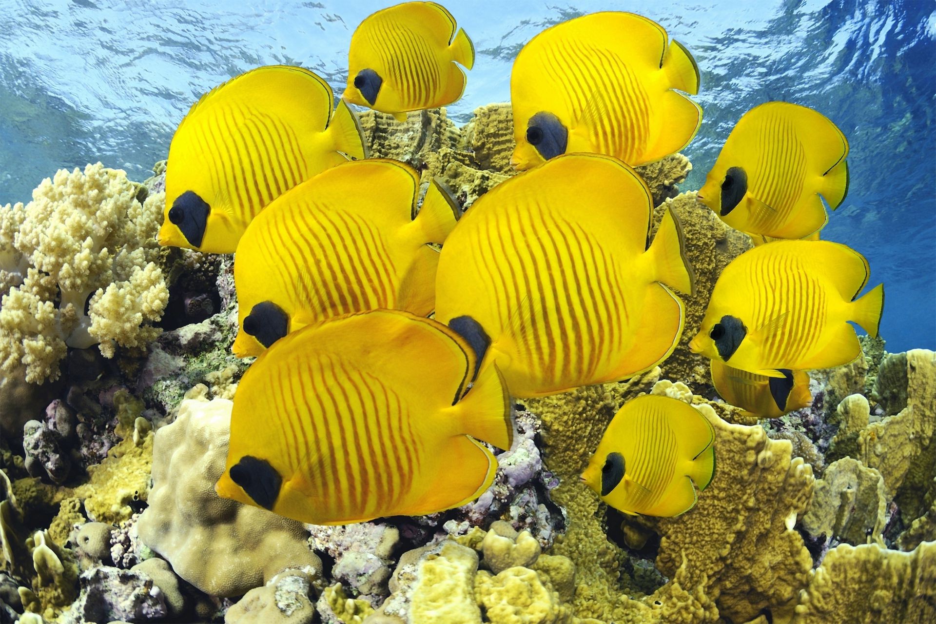 животные подводный океан воды море тропический природа рыбы коралловый путешествия хорошую погоду цвет риф лето