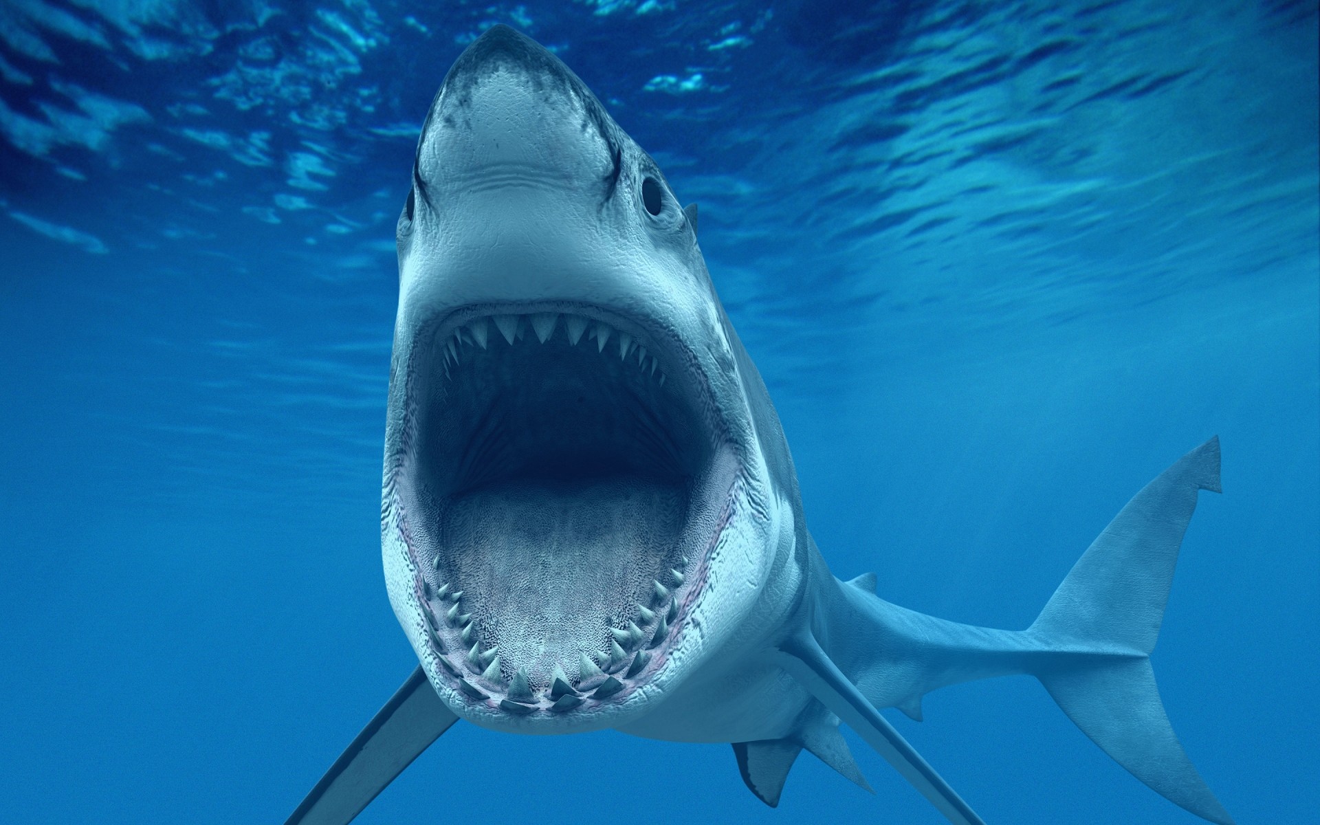 animaux marins sous-marin requin poissons eau natation plongée en plein air la faune unique la nature océan ventilateur dauphin tropical aquarium baleine voyage mer