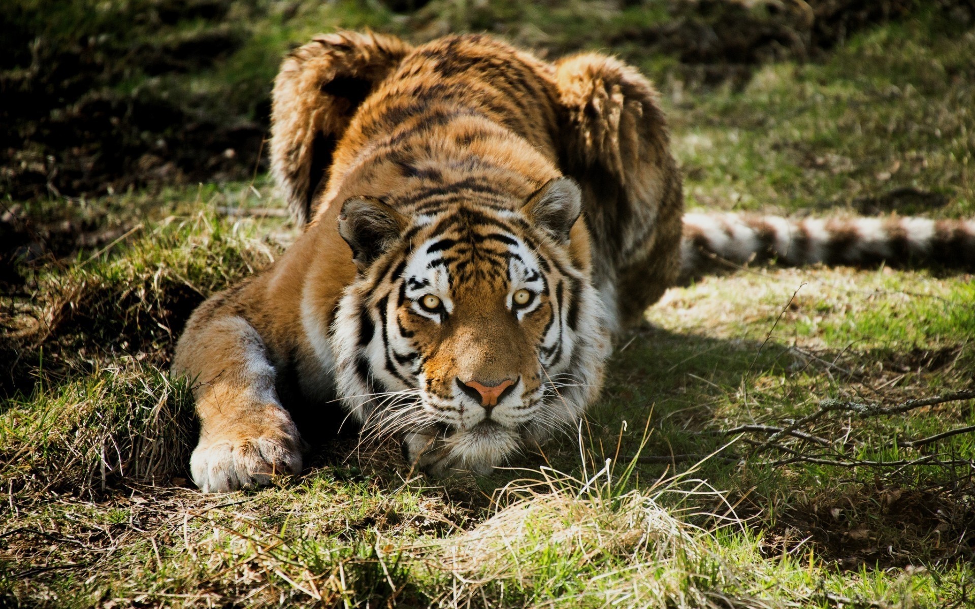 zwierzęta dzika przyroda ssak kot drapieżnik dziki zwierzę tygrys myśliwy mięsożerca duży futro natura dżungla zoo safari niebezpieczeństwo polowanie