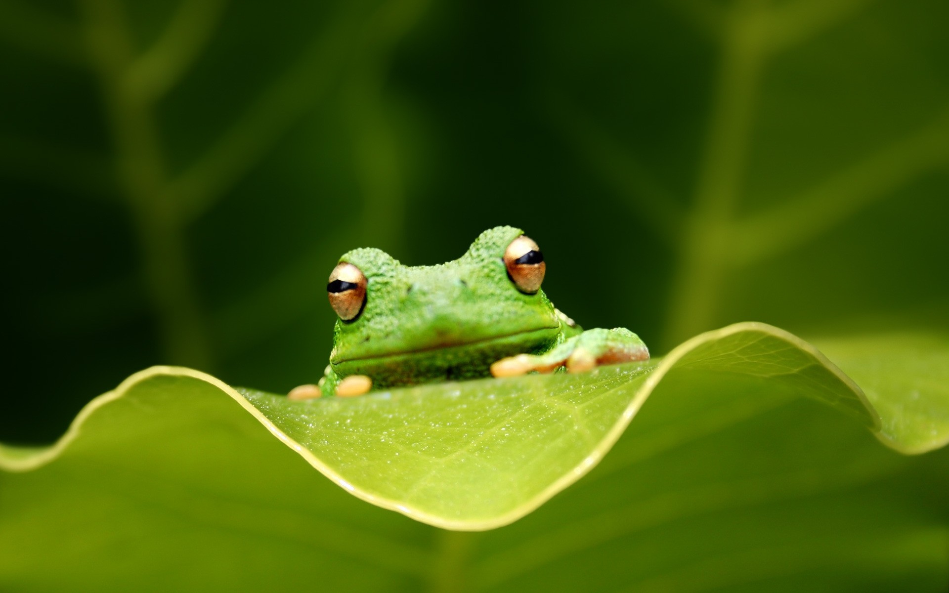 reptilien und frösche blatt natur insekt tierwelt ökologie regen frosch im freien tier