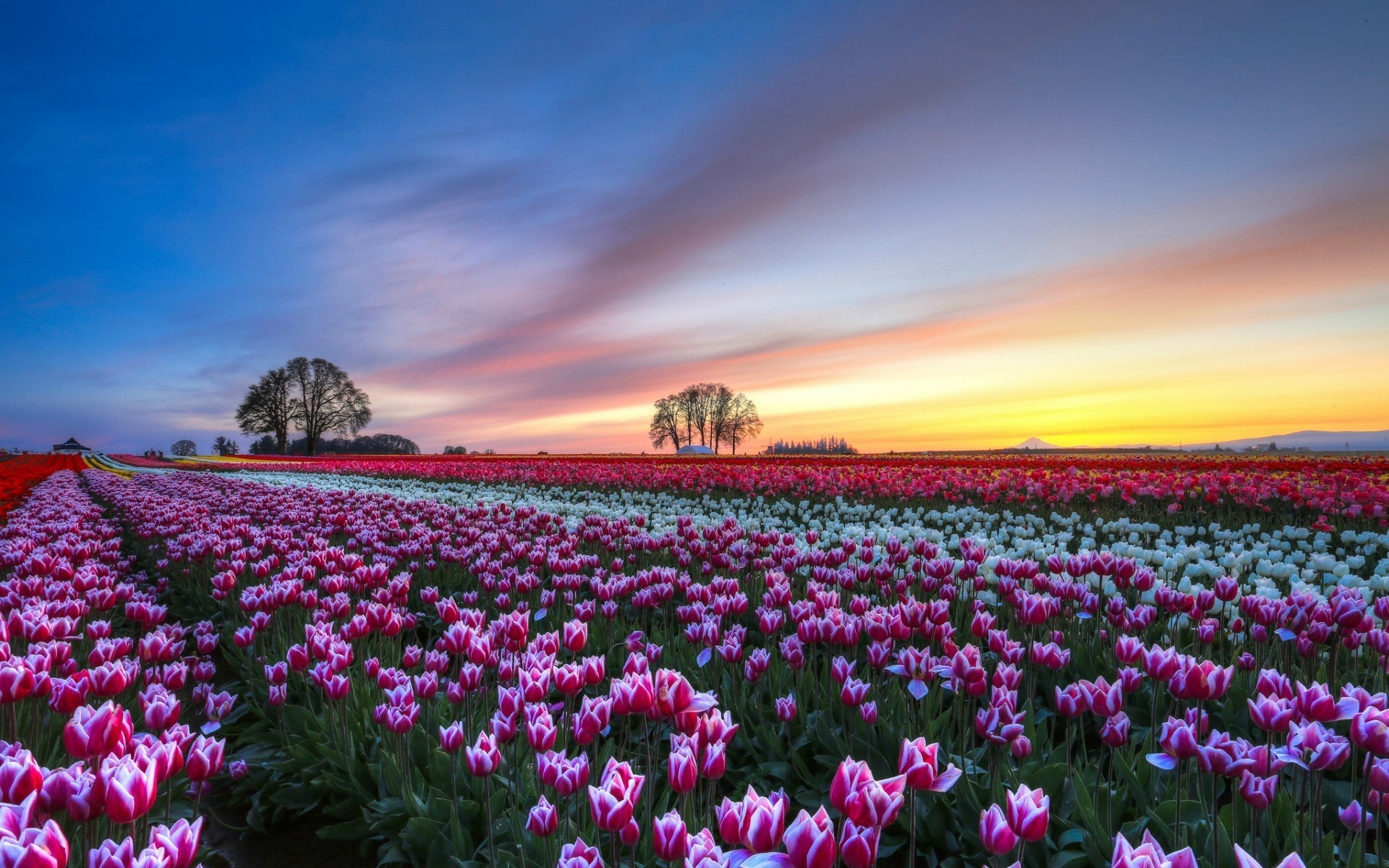 kwiaty kwiat natura tulipan pole lato na zewnątrz flora krajobraz jasny wiejski ogród dobra pogoda wzrost słońce sezon rolnictwo kwiatowy liść kolor tulipany zachód słońca