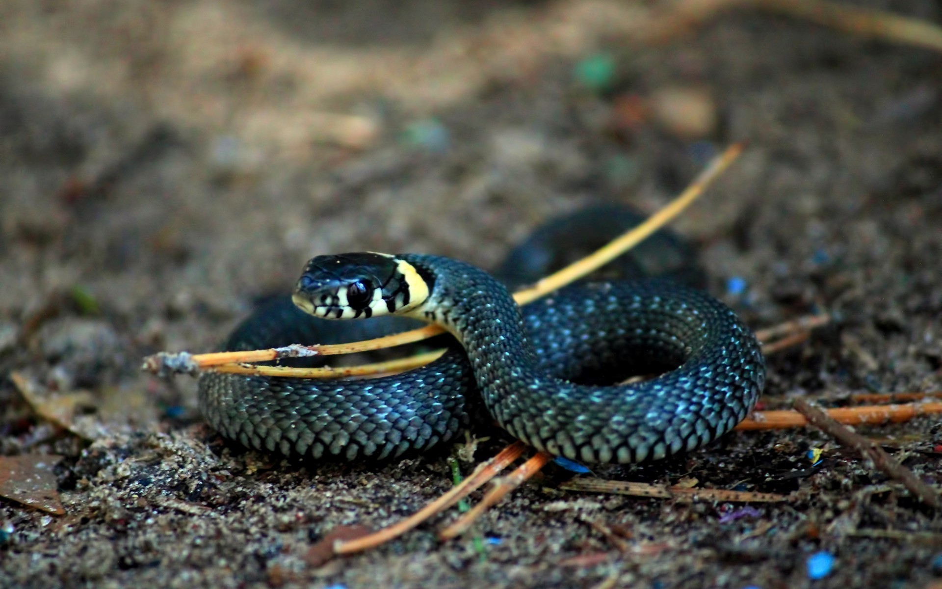 reptiles y ranas serpiente gazoo vida silvestre naturaleza animal primer plano escritorio al aire libre