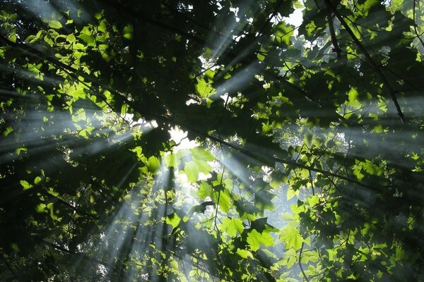 The rays of the sun break through the dense foliage of the trees