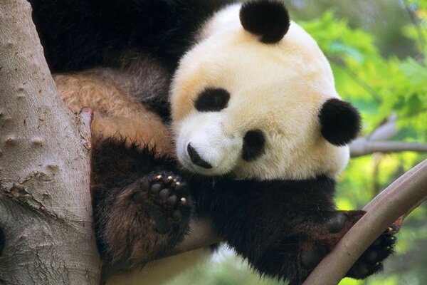 Cute panda is sitting on a tree