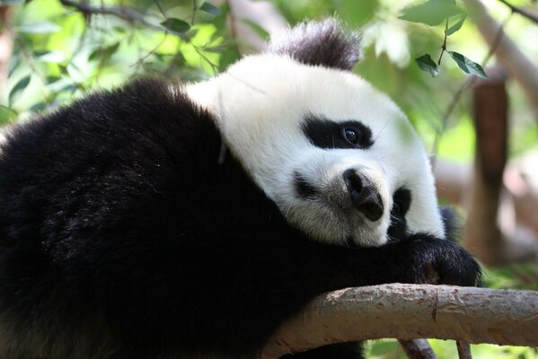 Panda triste descansa en una rama