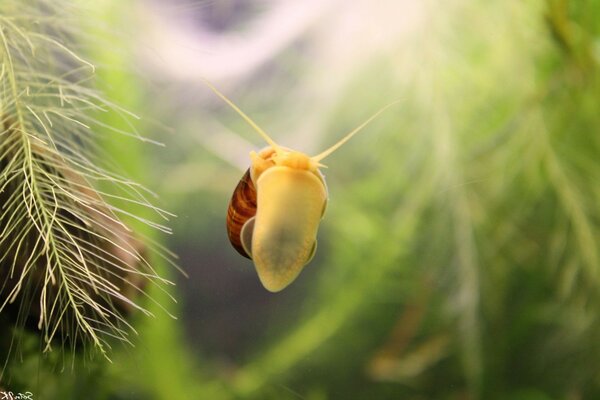 Image of a snail crawling on glass