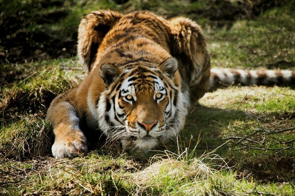 Big adult tiger on the grass