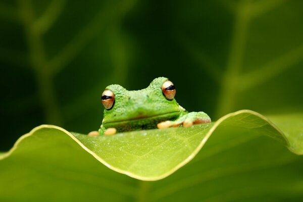 Grenouille verte vous regarde à travers l écran