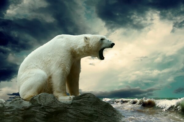 Urso polar na natureza perto da água