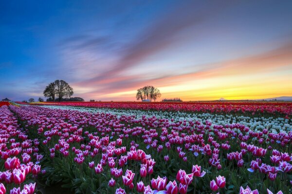 A field of pink tulips stretching into the distance