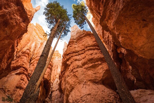 Mountains, travel canyons and century-old trees