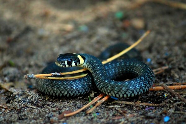 I turned into a yellow - eared grass snake