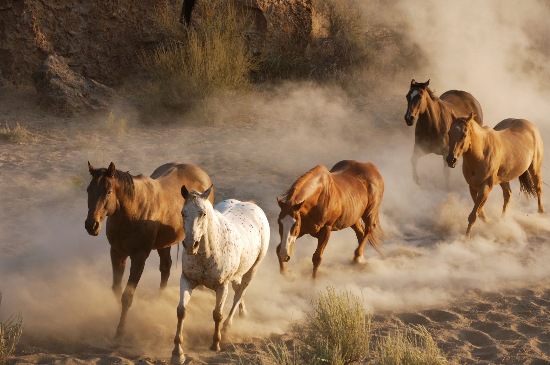 лошади конница млекопитающее маре ферма ковбой лошадь сидит живыми животными пыль мустанг