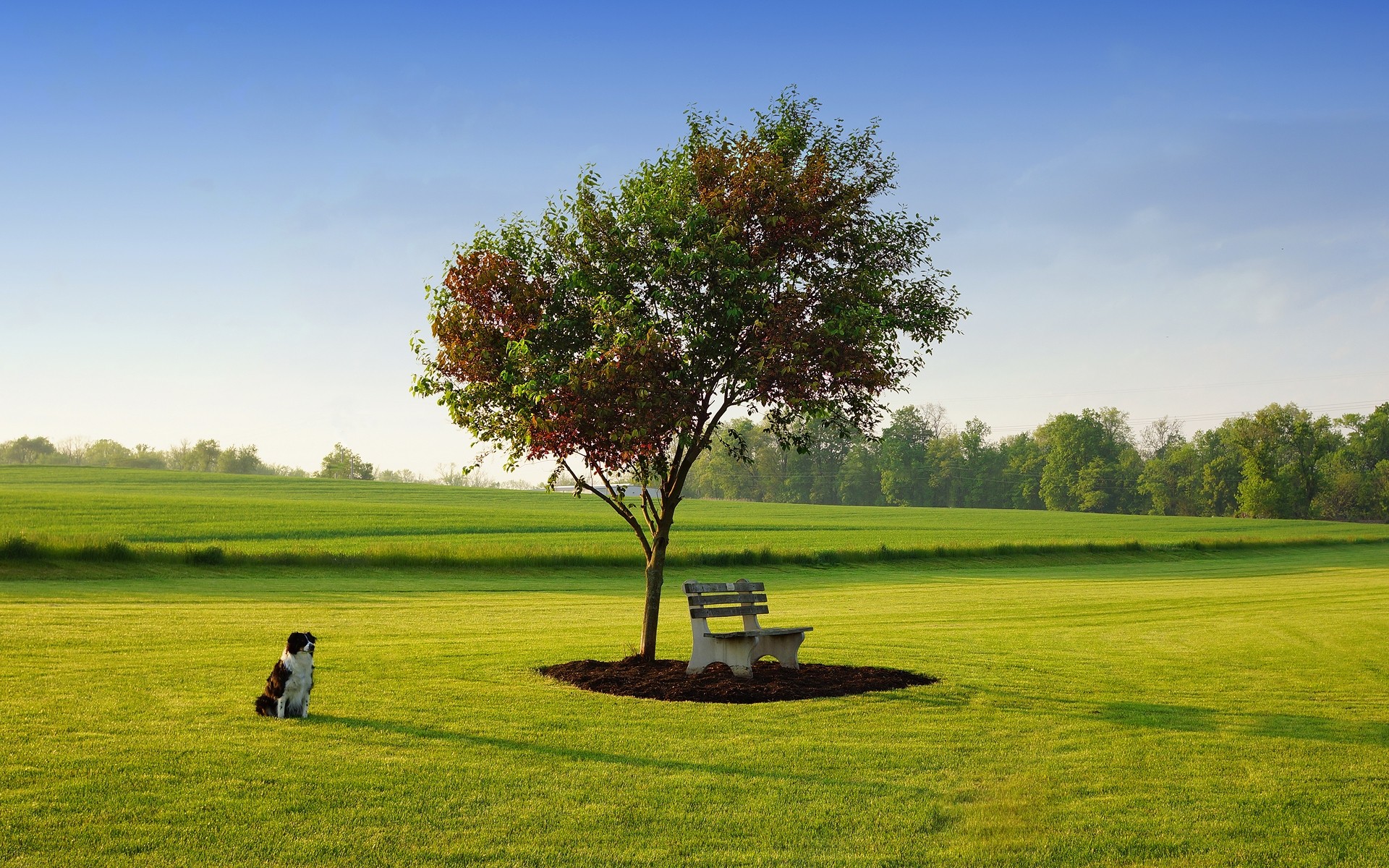 dogs landscape grass tree golf hayfield field rural nature countryside lawn country summer sky outdoors agriculture environment scenic horizon park