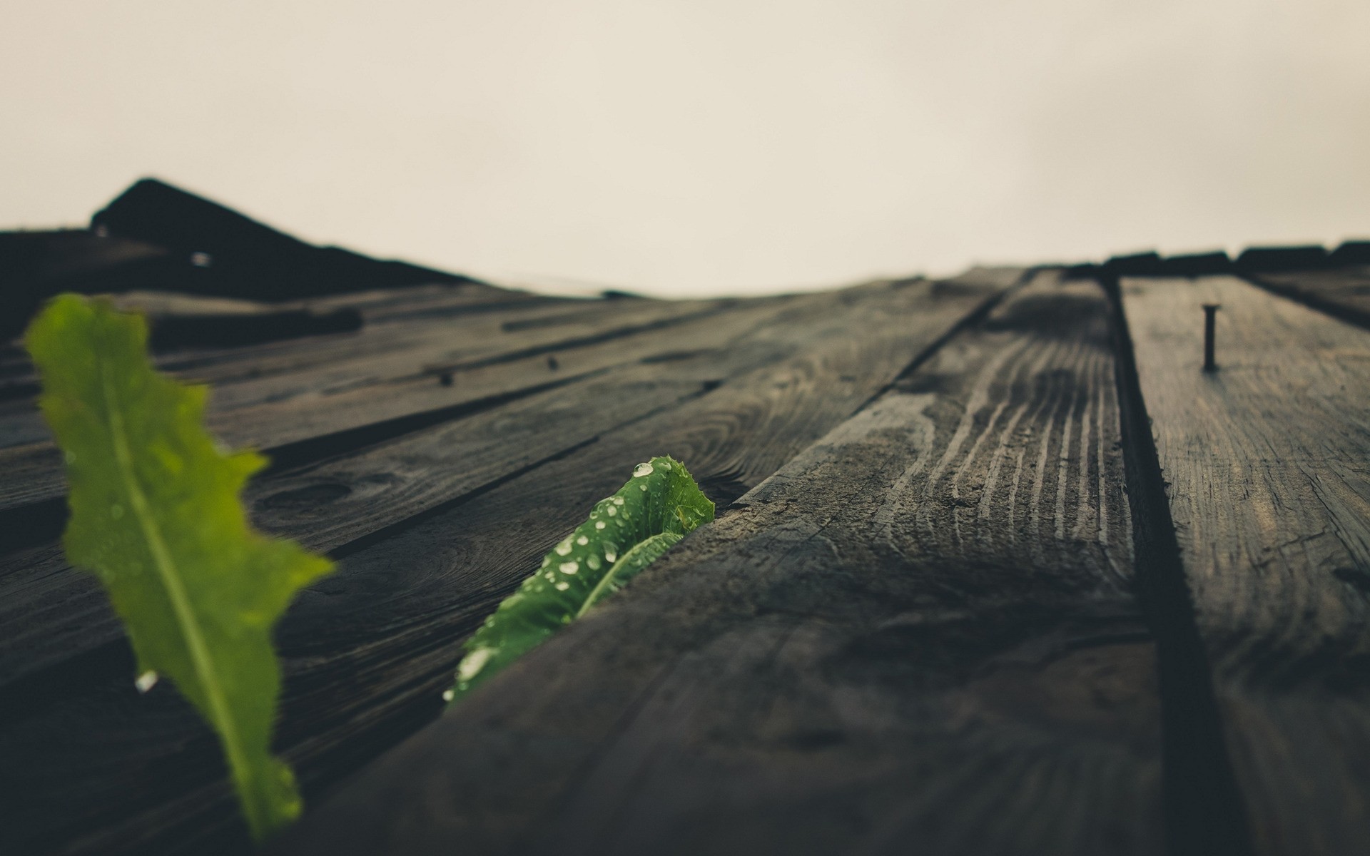 landscapes landscape sunset dawn nature travel water leaf leaves