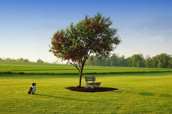 Un árbol solitario en un Prado y un perrito