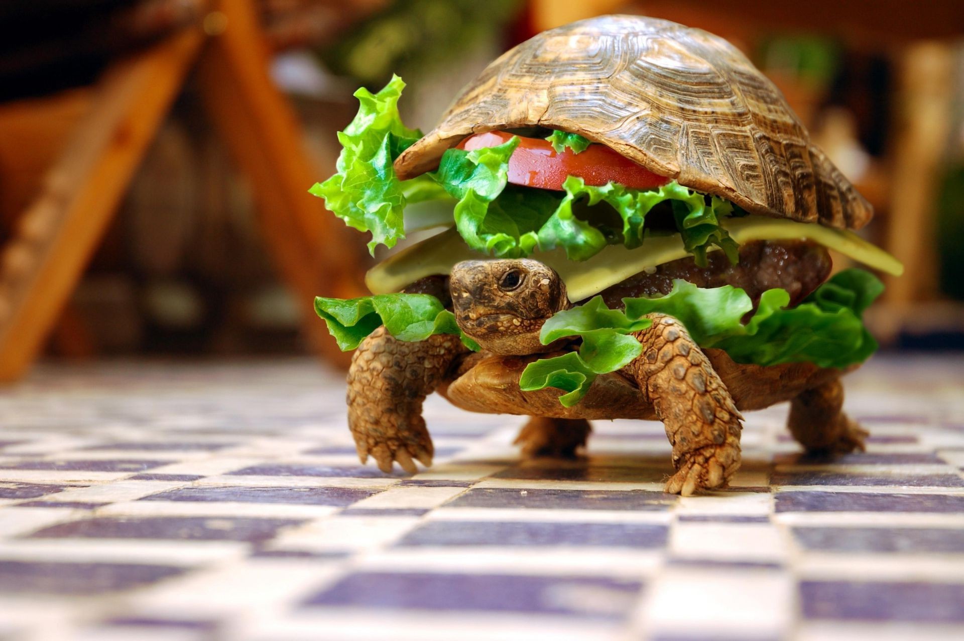 animaux nourriture bois table